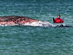 Tracker gefunden: Ostsee-Buckelwal ist tot - dänische Behörden identifizieren Kadaver vor Insel