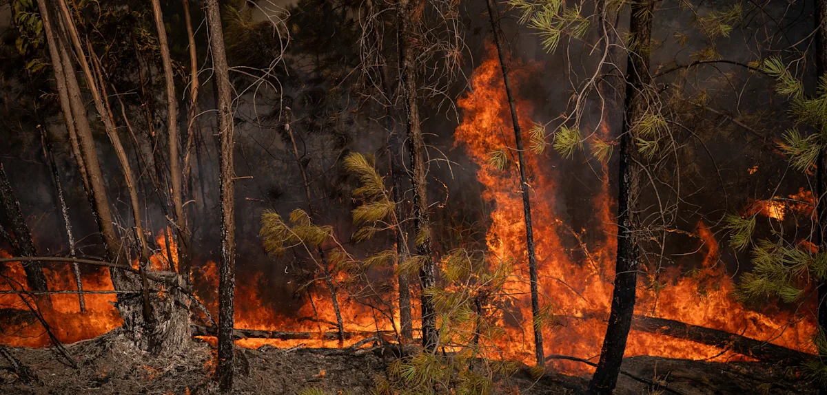 Waldbrände in Spanien: Hunderte Menschen in Sicherheit gebracht